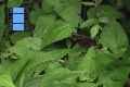 Scene 06_hssflight_Morpho peleides jumping off leaf
